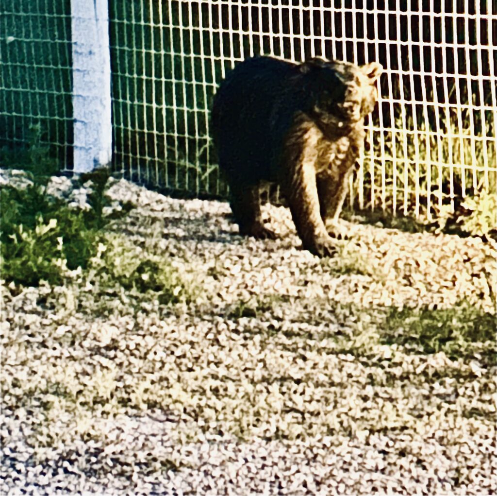 The Bear img 9020